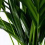 Kamerpalm blad